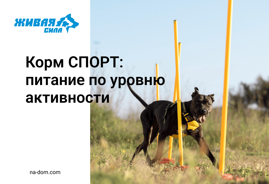 Корм СПОРТ: питание по уровню активности — как подобрать нужный рацион для вашей собаки